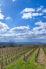 Vineyard near Velke Bilovice, Southern Moravia, Czech Republic
