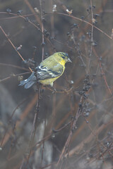 A lesser goldfinch bird in wet fog