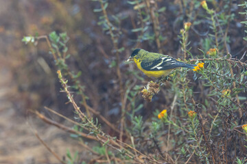 A lesser goldfinch bird in wet fog