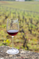 Glass of pinot noir red wine in early spring vineyards near Aloxe-Corton, Burgundy, France