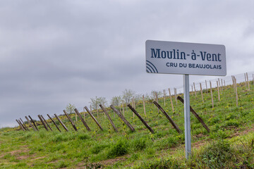 Spring vineyards near Julienas in Beaujolais, Burgundy, France