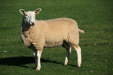 Obraz premium sheep in the field