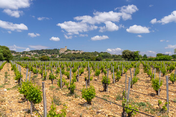 Typical vineyard with stones near Chateauneuf-du-Pape, Cotes du Rhone, France