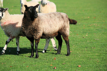 sheep in the field