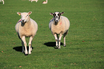 Fototapeta premium sheep in the field