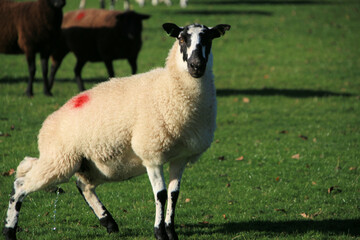 Obraz premium sheep in the field