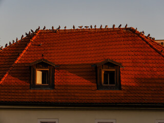 roof of the house