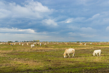 Cow in Hortobagy National Park, UNESCO World Heritage Site, Puszta is one of largest meadow and steppe ecosystems, Hungary