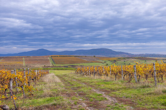 Autumn vineyard near Eger, Matra a Bukk mountains, Heves, Hungary