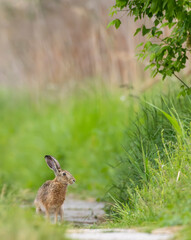 Field hare (Lepus europaeus) in Bird park Kosteliska near Dubnany, Southern Moravia, Czech Republic © Richard Semik