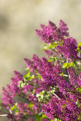 lilac in Slovakia in Polana National Park © Richard Semik