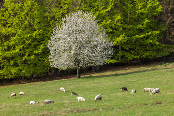 Sheep and goat herd in Polana mountains, Slovakia © Richard Semik
