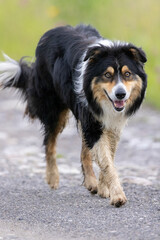 a large dog caught on the run