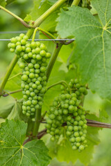 Detail grapes of the vine in the time before locking