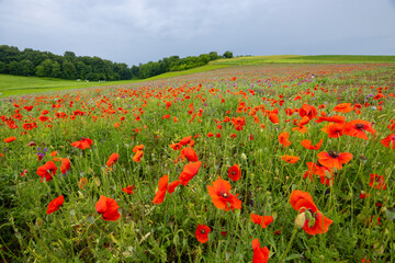 Typical spring landscape with poppies near Silica (Szilice), National Park Slovak Kras, Slovakia