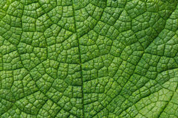 Green leaf structure macro photography background