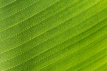 Green texture and lines of a banana leaf