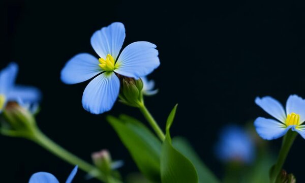 Forget-Me-Not Blue Flowers in Dramatic Dark Studio Setting