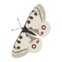 vector illustration of a butterfly with wide wings and a charming color. a colorful butterfly with a colorful pattern on it. Abstract Butterfly Wings. Exotic Moth Decor. Elegant Flying Insect.