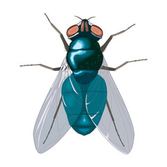 Cute fly cartoon illustration isolated on white background in EPS10