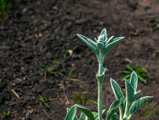 Stachys byzantina the lamb's-ear or woolly hedgenettle in green and white color. Flowering plant of family Lamiaceae.