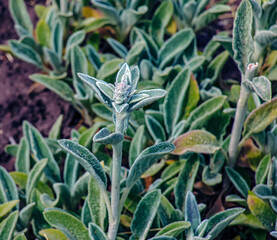 Stachys byzantina the lamb's-ear or woolly hedgenettle in green and white color. Flowering plant of family Lamiaceae.