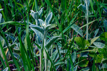 Stachys byzantina the lamb's-ear or woolly hedgenettle in green and white color. Flowering plant of...