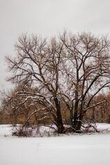 tree in snow