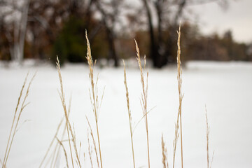 grass in the snow