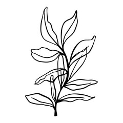 Black and white line art illustration of a leaf branch, perfect for minimalist designs, coloring books, nature-themed decor, digital art, and even elegant patterns