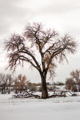 tree in winter