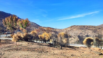 Photo of the charred slopes of Mount Pentelicus in Dionysos, Attica, Greece. This area has endured...