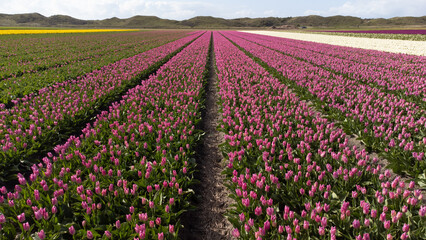 Tulipa darwin hybrid - Tulipe Darwin hybride - Texel - Hollande - Pays-Bas