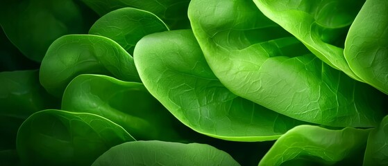Obraz premium A close up of a bunch of green leaves