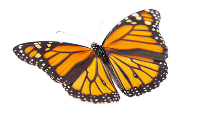 Obraz premium Beautiful monarch butterfly isolated on transparent background