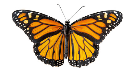 Naklejka premium Beautiful monarch butterfly isolated on transparent background