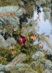 Blue sky, blue spruce and a beautiful Christmas tree decoration. New Year.