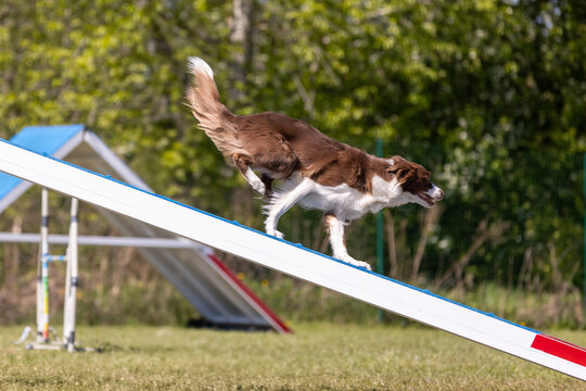 Working border collie breed dogs running fast agility obstacle dog walk. Agility competition, dog sport with fluffy and fast chocolate brown and white  border collie. Competition champion winner