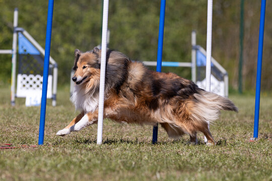 Fast and crazy sable and white Scottish rough collie running agility slalom on outside competition during sunny summer time. Smart, working and obedient  lassie, English collie breed dog doing agility