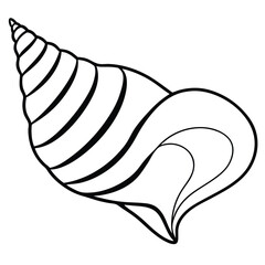 Seashell Spiral Macro