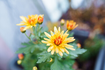 autumn chrysanthemum flowers in garden
