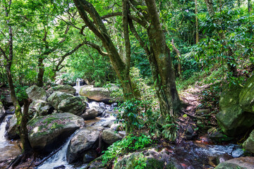 Kerala’s Hidden Gems: Tranquil Streams and Timeless Rocks in the Forest