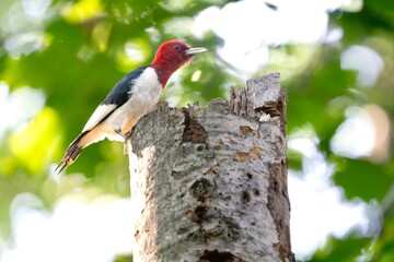 red head woodpecker
