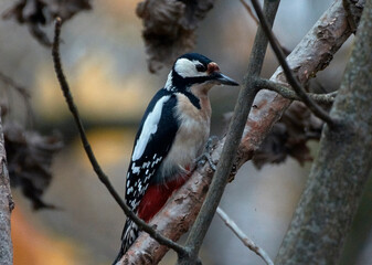 A large spotted woodpecker sits on a tree.
