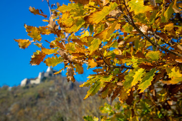 Fototapeta premium Autumn yellow leaves on the tree. Orange and yellow colour of the autumn season on a sunny day