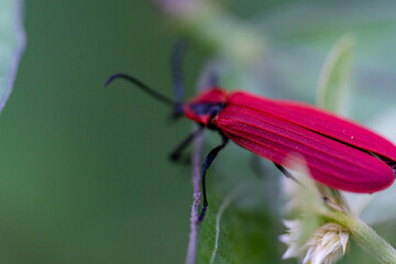bug on a flower