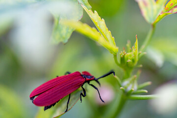 bug on a flower