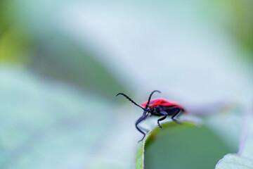 red bug on a leaf