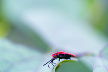fly on leaf