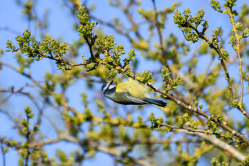 Mésange bleue cherchant des matériaux pour son nid dans des branches au printemps – Cyanistes...